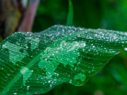 Leaf showing map of the world